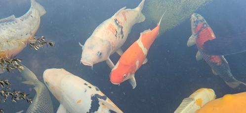 Leuke grote Koi, Dieren en Toebehoren, Vissen | Vijvervissen, Karper of Koi
