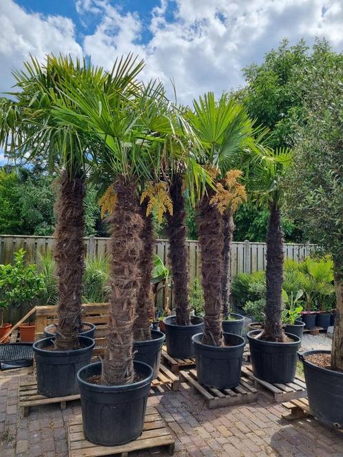 MOOIE DIKKE GOED GEWORTELDE WINTERHARDE TRACHYCARPUS PALMEN, Tuin en Terras, Planten | Bomen, Palmboom, Minder dan 100 cm, Volle zon