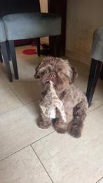 Bruine Boomer Reu ( Krulletje ), Dieren en Toebehoren, Rabiës (hondsdolheid), 1 tot 2 jaar, Eén hond, Nederland