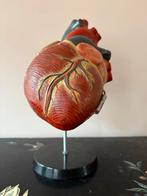 Anatomisch Hart Model, Duitsland 1960, Ophalen of Verzenden