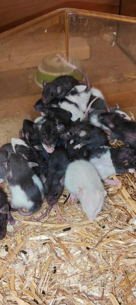 2 nesten dwerg rittens, Dieren en Toebehoren, Knaagdieren, Meerdere dieren, Rat, November, Tam