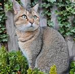 Pumba (Britse korthaar mix) zoekt een gouden mandje met tuin, Kater, Gechipt, 3 tot 5 jaar