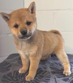 Shiba inu pups, Dieren en Toebehoren, Honden | Poolhonden, Keeshonden en Oertypen, België, Fokker | Hobbymatig, Rabiës (hondsdolheid)