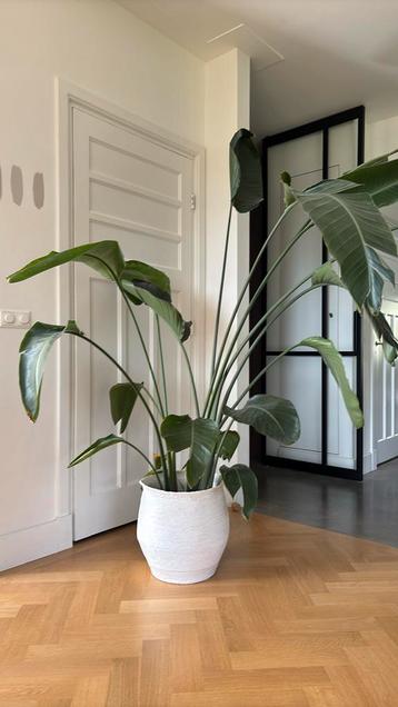 Strelitzia nicolai kamerplant vulkanische korrel watermeter beschikbaar voor biedingen