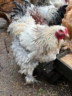 Krulveer haan Brahma, Mannelijk, Kip