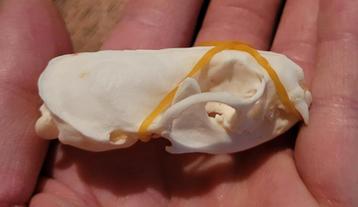 Prachtige Schedel Nerts (Mink Skull) slechts €15,- beschikbaar voor biedingen