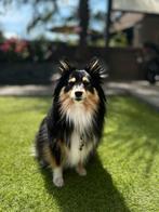 Honden trappetje GEZOCHT!!!, Ophalen