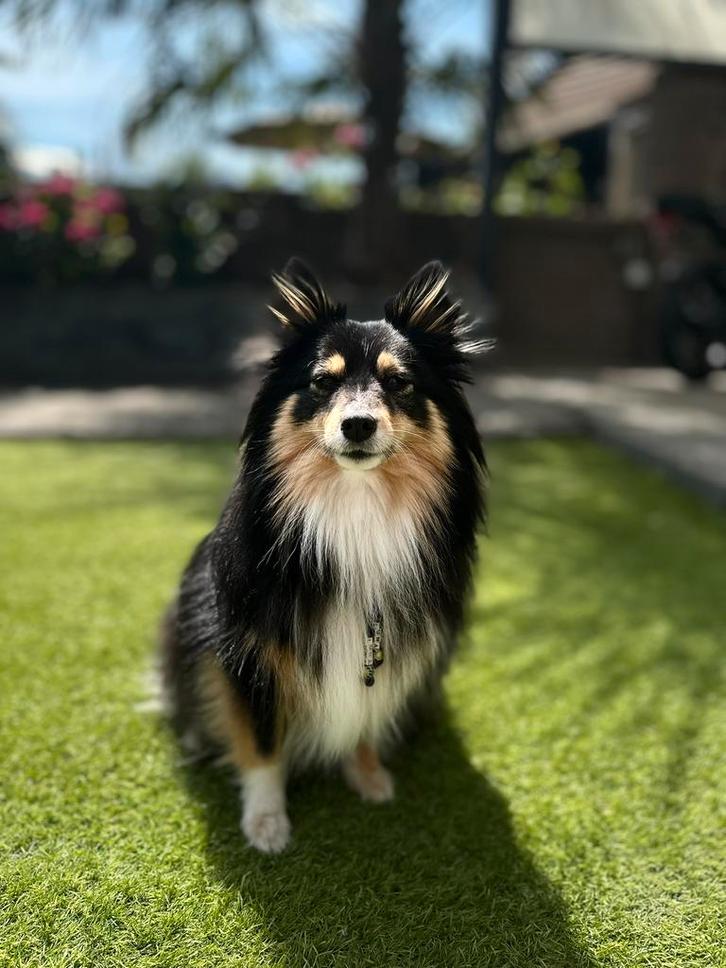 Honden trappetje GEZOCHT!!!, Doe-het-zelf en Verbouw, Ladders en Trappen, Ophalen