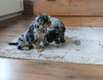 🩵Prachtige kleine boomer pups🩵(reutjes), Dieren en Toebehoren, Parvo, Overige rassen, 8 tot 15 weken, Meerdere