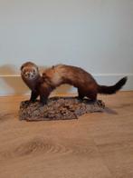 Mooie opgezette bunzing, Verzamelen, Ophalen of Verzenden, Zo goed als nieuw, Wild dier, Opgezet dier