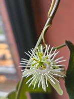 Gewortelde stek passiflora trifasciata, Ophalen of Verzenden, Overige soorten, Minder dan 100 cm