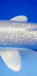 Ginrin platina van Kanno Tosai 20 cm, Vis