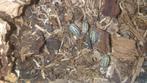 Gestroi Isopods, Overige soorten