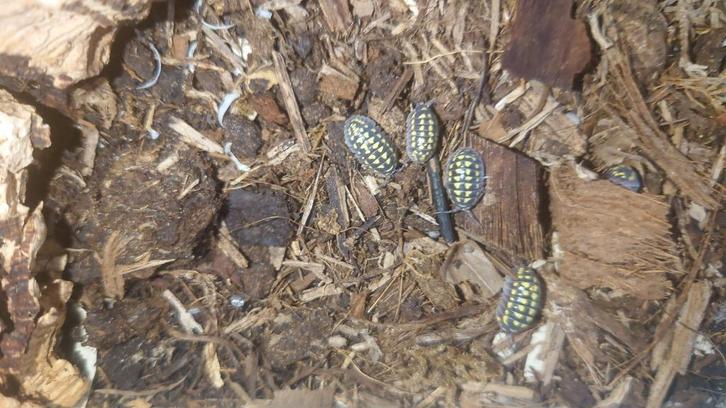 Gestroi Isopods, Dieren en Toebehoren, Insecten en Spinnen, Overige soorten