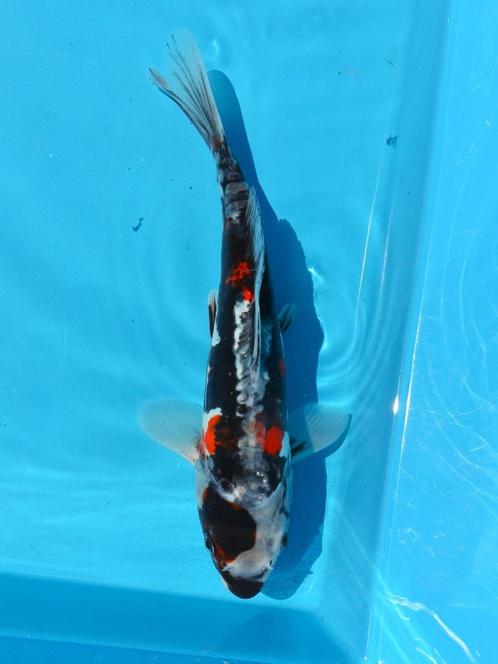 Doitsu Showa 23-27cm Conias Japan koi., Dieren en Toebehoren, Vissen | Vijvervissen, Karper of Koi
