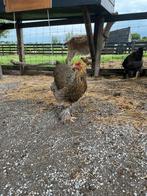 Brahma hen meerzomig goudpatrijs groothoender, Dieren en Toebehoren, Pluimvee, Vrouwelijk, Kip