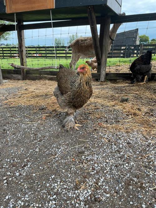 Brahma hen meerzomig goudpatrijs groothoender, Dieren en Toebehoren, Pluimvee, Kip, Vrouwelijk