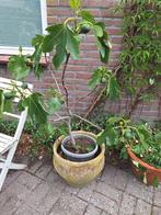 2 vijgen planten en twee druiven planten ( blauw en wit), Tuin en Terras, Planten | Bomen, Overige soorten, Minder dan 100 cm