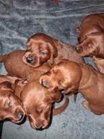 Prachtige rode ierse setters Pups, Rashonden met Stamboom !, Dieren en Toebehoren, Overige rassen, 8 tot 15 weken, Meerdere, Meerdere dieren