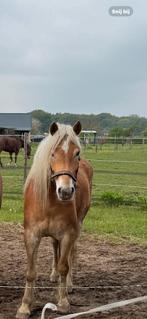 Haflinger ruin 7 jaar, Dieren en Toebehoren, Paarden, Ruin, Recreatiepaard, 7 tot 10 jaar