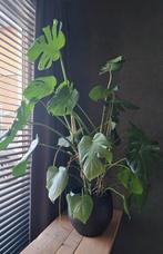 Grote Monstera incl. zwarte pot van Intratuin, Ophalen, Overige soorten