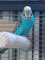 Dubbel split pop, Dieren en Toebehoren, Vrouwelijk, Parkiet, Geringd