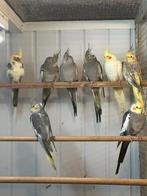 Valkparkieten 2025, Dieren en Toebehoren, Meerdere dieren, Parkiet