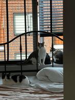 Vier lieve katten zoeken een nieuw thuis ️, Meerdere dieren