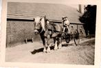 Groot paard met boeren voertuig ijzeren wielen  Westendorp, Ophalen of Verzenden, 1940 tot 1960, Paard