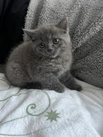 Britse korthaar kitten, 0 tot 2 jaar, Kater, Ontwormd