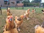 Brahma hanen, Dieren en Toebehoren, Pluimvee, Meerdere dieren, Kip