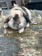 Hangoortjes aangeboden, Dieren en Toebehoren, Konijnen, Meerdere dieren, Dwerg, Hangoor, 0 tot 2 jaar