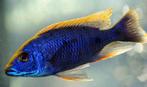 Malawi Cichliden: Otopharynx lithobates, Vis, Zoetwatervis
