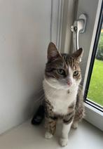Rustige en lieve kater Simba zoekt een warm thuis, Kater, Ontwormd