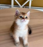 Uniek British Black Golden Tabby Spotted, Dieren en Toebehoren, Katten en Kittens | Raskatten | Korthaar, Meerdere dieren, Met stamboom