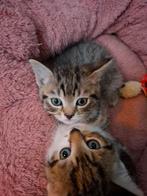 Nog 4 Britse korthaar kittens /kruising 7 weken oud, Dieren en Toebehoren, Katten en Kittens | Overige Katten, Meerdere dieren