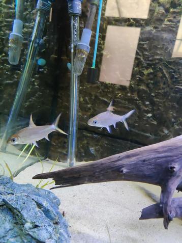 Aquarium vissen beschikbaar voor biedingen