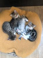 Britse korthaar x Europese korthaar kittens, Dieren en Toebehoren, Katten en Kittens | Raskatten | Korthaar, Poes, Ontwormd