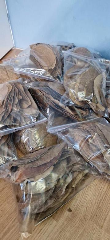 Catappa bladeren beschikbaar voor biedingen