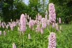 Persicaria Bistorta, Volle zon, Vaste plant, Zomer, Ophalen