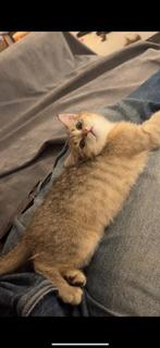 Britse Korthaar kitten zoekt gouden mandje (4 maanden oud), Dieren en Toebehoren, Katten en Kittens | Raskatten | Korthaar, Poes