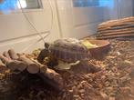 Twee Russische vierteenschildpadden inclusief terrarium, Met terrarium, Schildpad, 3 tot 6 jaar