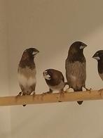 5 koppels Japanse meeuwtjes, Dieren en Toebehoren, Vogels | Overige Vogels, Meerdere dieren, Tropenvogel