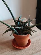 sansevieria fischeri plant met pot, Ophalen, Overige soorten, Halfschaduw, Minder dan 100 cm