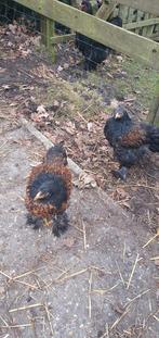 Jonge brahma kippen, Dieren en Toebehoren, Pluimvee, Meerdere dieren, Kip