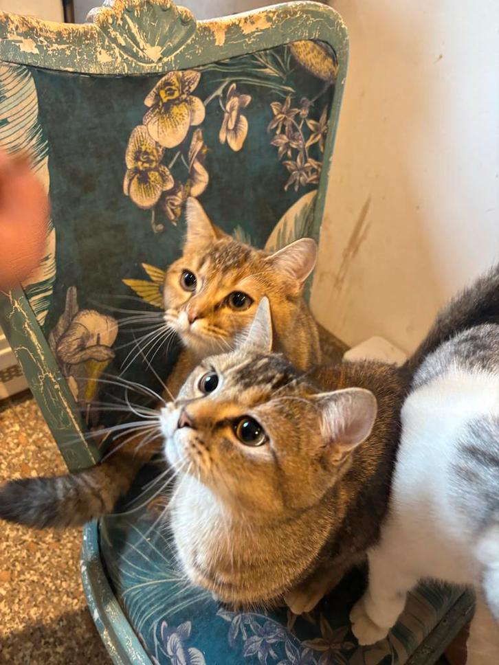 Britse Korthaar Golden Shaded kittens 6 maanden oud, Dieren en Toebehoren, Katten en Kittens | Overige Katten, Poes