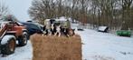 Border collie puppies met stamboom, Ophalen, Nieuw