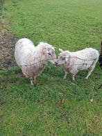 2 rammen, Dieren en Toebehoren, Schapen, Geiten en Varkens, Mannelijk, Schaap