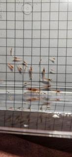 ~45 Neocaridina Shrimp - Many Babies and Females with Eggs, Dieren en Toebehoren, Kreeft, Krab of Garnaal