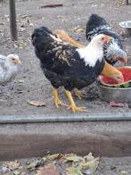 Jonge Wyandotte kriel haan., Dieren en Toebehoren, Pluimvee, Mannelijk, Kip